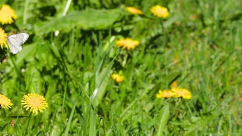 Insects on green grass, summer Stock Footage 199782524