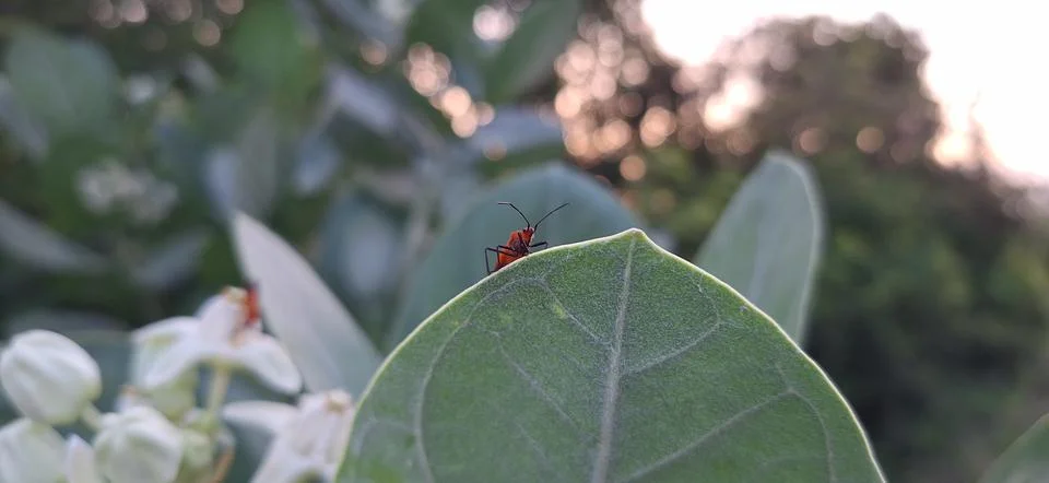 Insects on a green plant Stock Photos