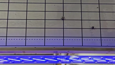 Insects On Grid Panel Above Blue Ultraviolet Light Stock Footage 333327720