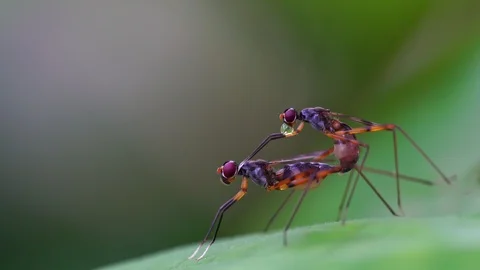 Couple Having Intercourse Stock Videos – Royalty-Free HD & 4K Videos