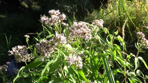Insects on hemp agrimony (Eupatorium cannabium), in flower, Weilerswist, North Stock Footage 343321859