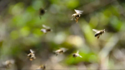 Insects Honey Bees Flying Stock Footage 53810461