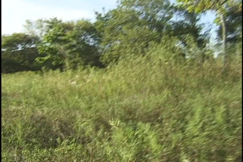 Insects Hopping Through Prairie Stock-Footage 297751