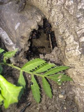 Insects Hous Stock-Fotos