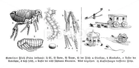 Insects Human flea Pulex irritans often just called flea for short is a Stock Illustration