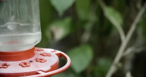 Insects on a Hummingbird Feeder 스톡 동영상 78930073
