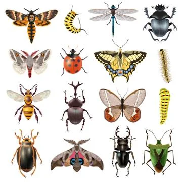 Insects Icons Set 库存插图