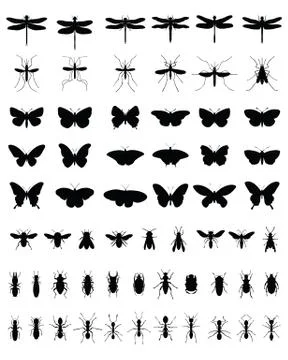 Insects   Stock Illustration