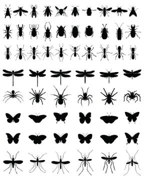 Insects Stock Illustration
