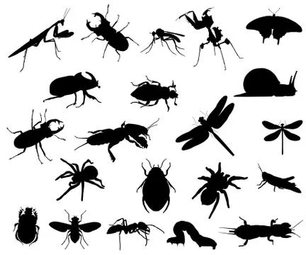 Insects Stock Illustration