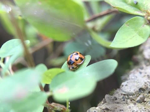 Insects in Indonesia Stock Photos