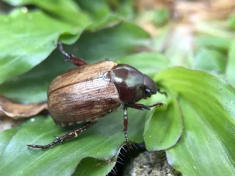 Insects in Indonesia Stock Photos