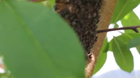 Insects infesting a peach tree Stock Footage 242756899
