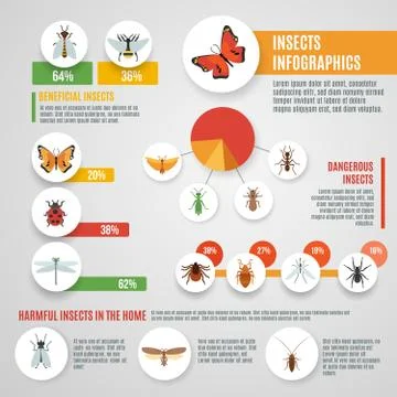 Insects Infographic Set Illustration