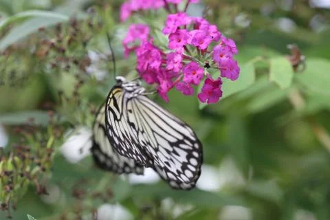Insects in insectarium Stock Photos