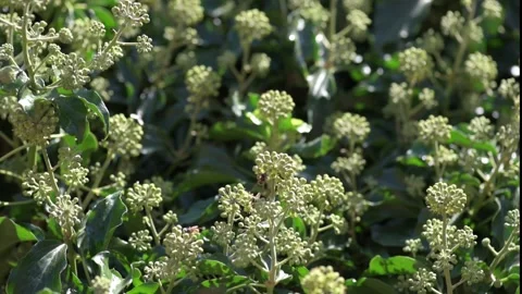 Insects On Ivy Flowers Stock Footage 161347805