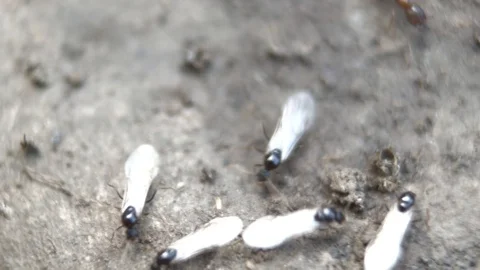 Insects in the land Video stock 90085795