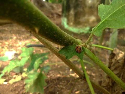 Insects land on leaf stems Foto stock