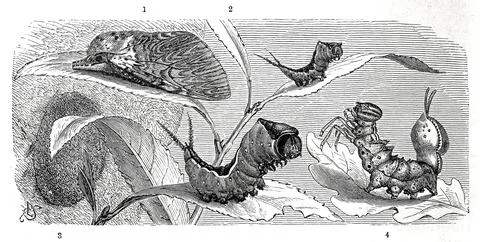 Insects, Large Fork-tail is a butterfly, moth of the puss moth (Cerura vinula), Stock Illustration