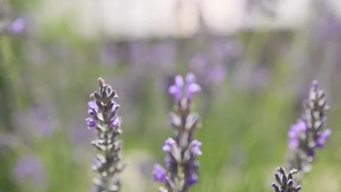 Insects in lavender field. Closeup of violet lavender with France Stock Footage 199869539