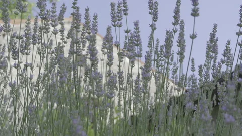 Insects on the lavender flowers Stock Footage 158111924