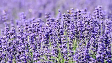 Insects on lavender Stock Footage 39840861