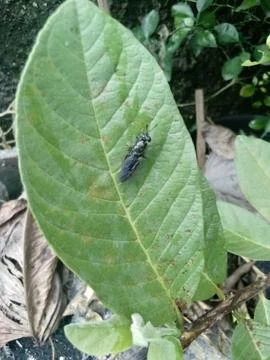 Insects on leaf in the garden Stockfoto's