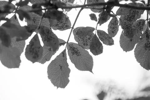 Insects on leaf 写真素材