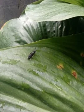 Insects in leaf Stock Photos