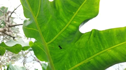 Insects on the leaves Stock Footage 167344531
