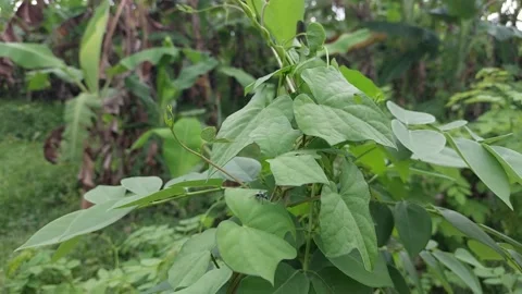 Insects on the leaves Stock Footage 167344558
