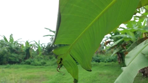 Insects on the leaves Stock Footage 167344633