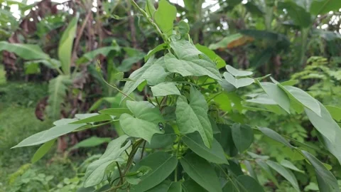 Insects on the leaves Stock Footage 167344662