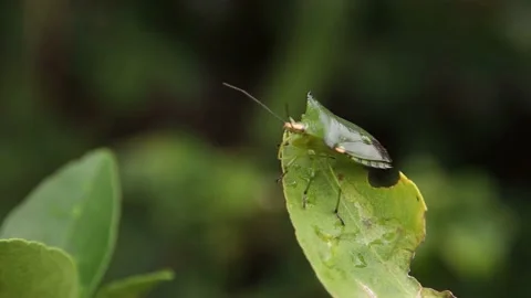 Insects on leaves Stock Footage 200723203