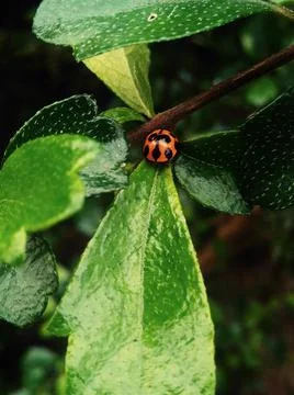 Insects in the leaves Stock Photos