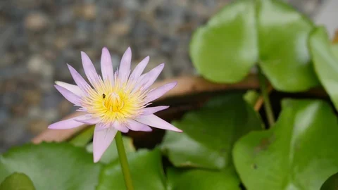 Insects on a Lilly-pad flower Time lapse Vídeo Stock 120249351
