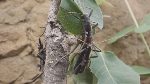 Insects (live) at the Gilder Center AMNH NYC Stock Footage 247203390