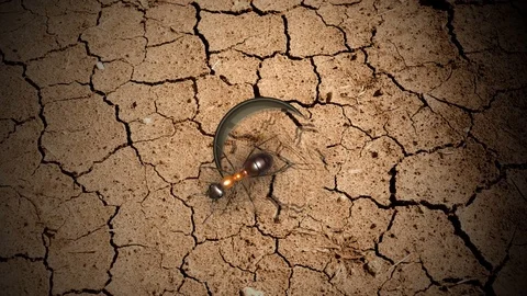 Insects Logo Reveal After Effects素材