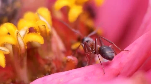 Insects, macro. The ant feeds on nectar on a zinia flower. Siberia. Stock-Footage 248431086