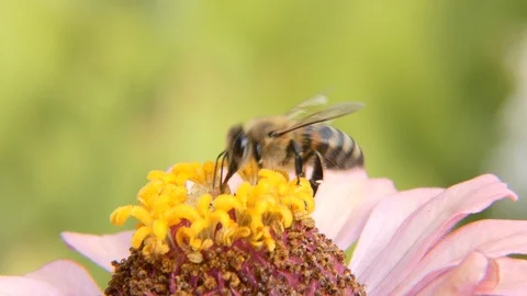 Insects, macro. Bee and wasp. Video stock 113961013