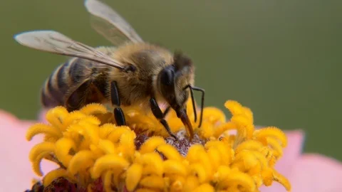 Insects, macro. Bee on a flower Vídeos de archivo 113960967