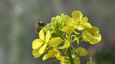 Insects, macro. The bee fly feeds sitting on a yellow flower . Vídeos de archivo 250392480