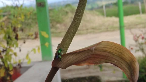 Insects macro bees Stock Footage 93440392