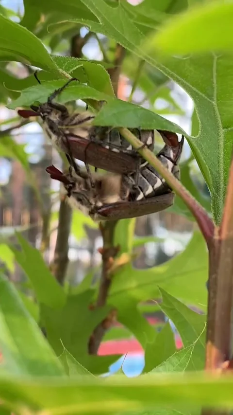 Insects making love. Stock Footage 154514624