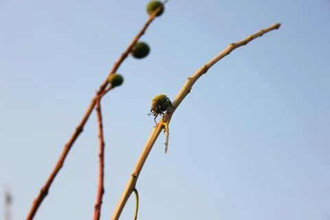 Insects on mango stems Stock Photos