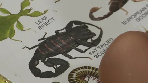 Insects map in the kindergarden Stock-Footage 117635335
