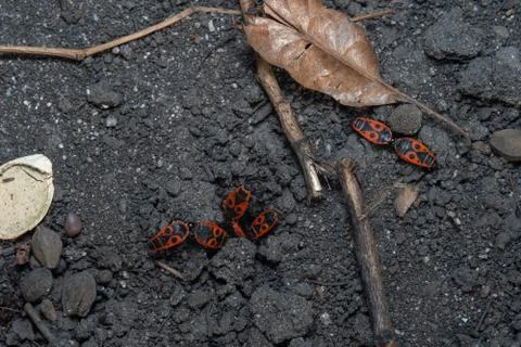 Insects mate on the ground to procreate Stock Photos