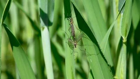 Insects mate on a wheat tree. Stock Footage 168989345