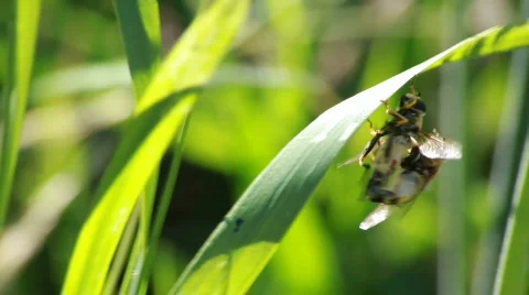 Insects mating on a blade of grass Stock Footage 481469