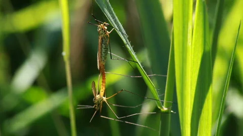 Insects mating on a blade of grass Stock Footage 481482